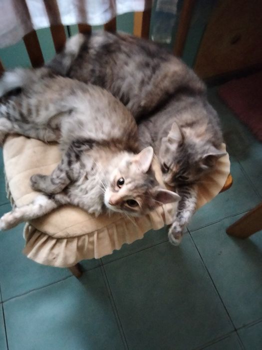 Отдам котят в хорошем руки