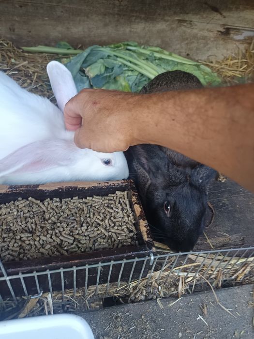 Casal de coelhos domésticados