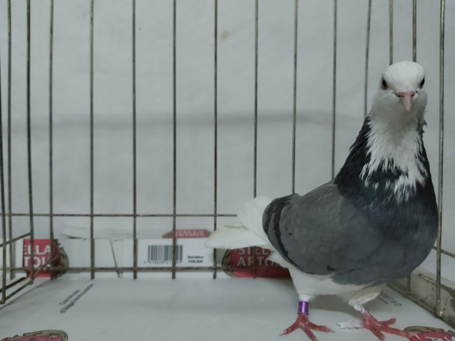 Gołębie Permskie Białogłowe