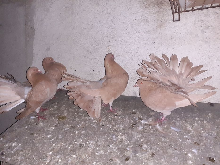 Sprzedam pawie żółte