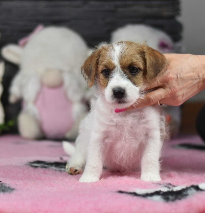 JORI suczka Jack Russell Terrier ZKwP FCI