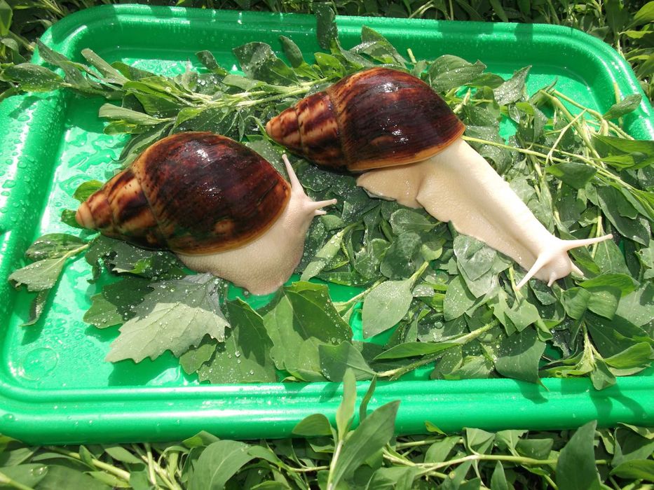 Улитки Архахатина марг. Овум Альбино