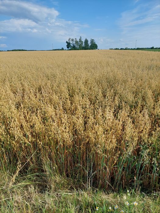 Sprzedam zboże, owies jary oczyszczony Petkusem