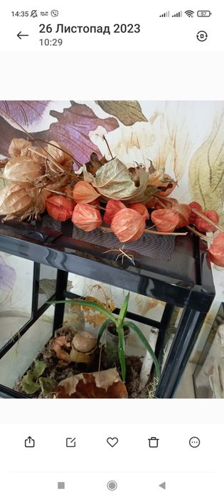 Палочники анамський