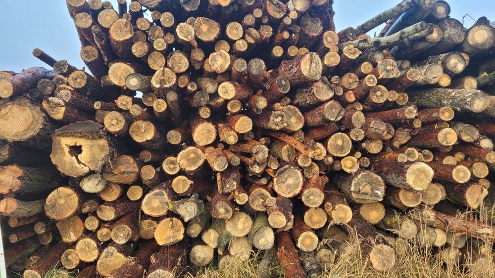 Jabłoń wałki hurt i detal drewno opałowe kominkowe super jakość i cena