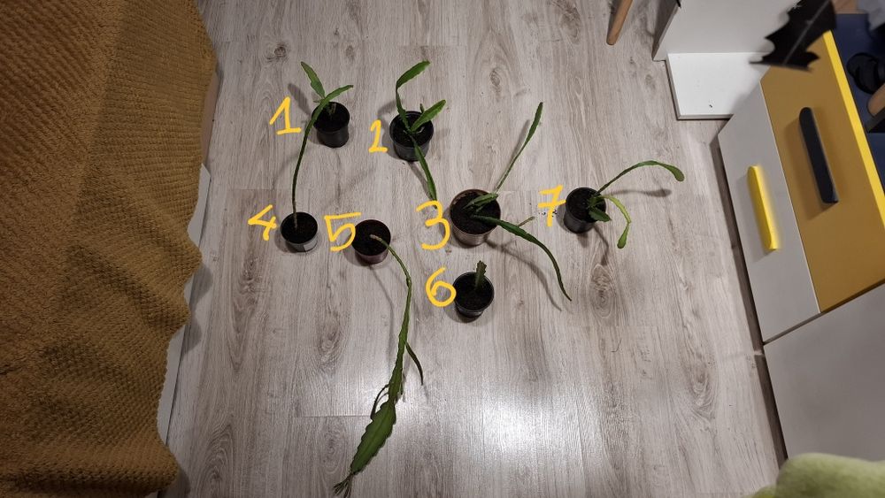 Epiphyllum ackermanii Red Tip