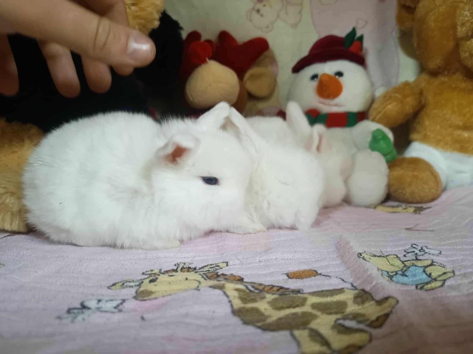 Sprzedam kroliki miniaturę mini loop mini lop