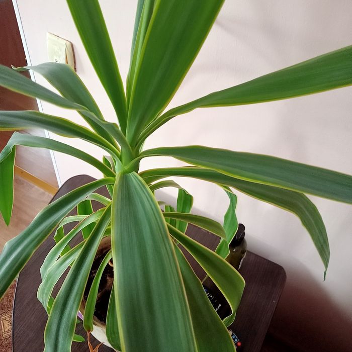 Продам Юку 75 см.