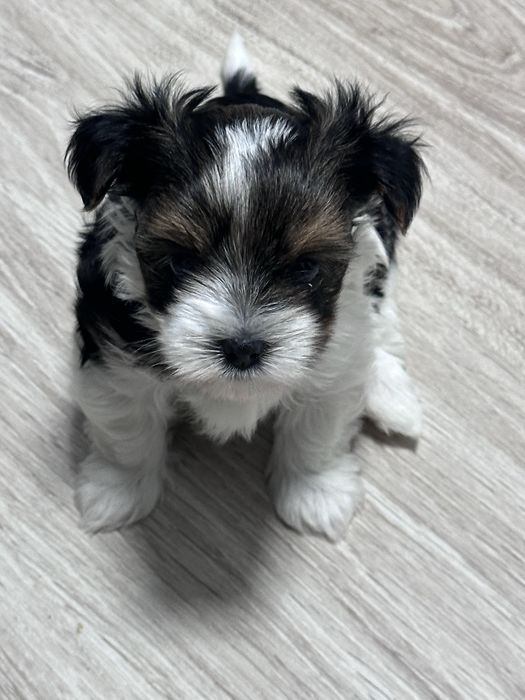 Yorkshire Terrier