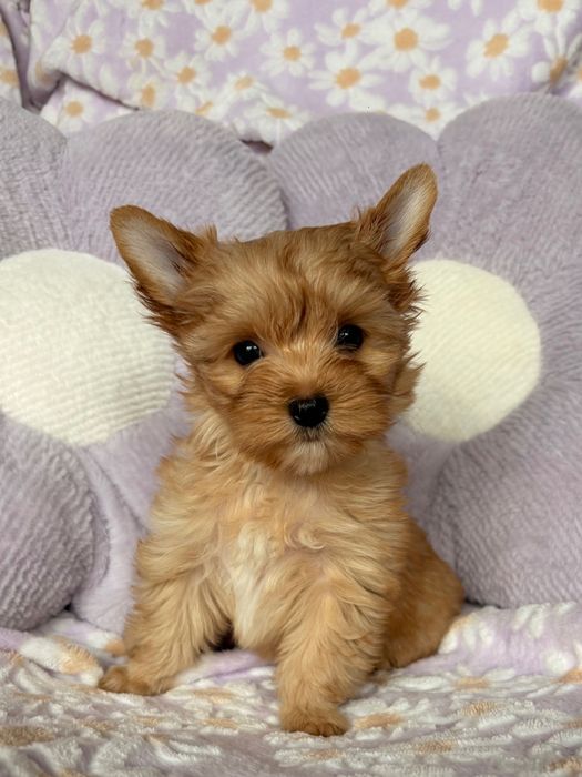 Suczka Golddust Yorkshire Terrier