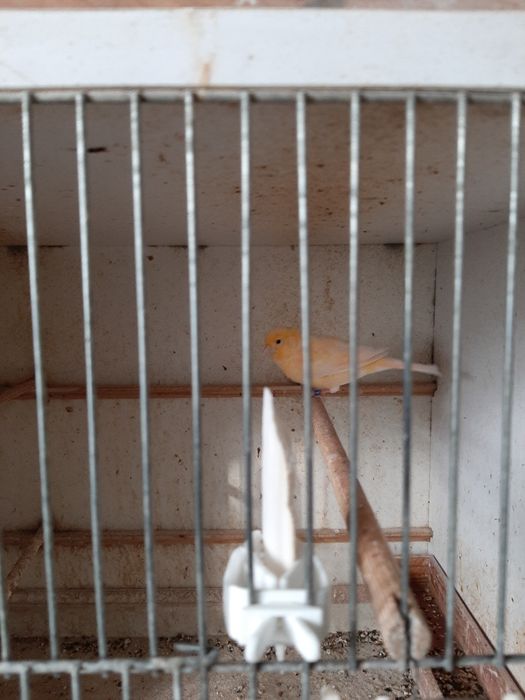 Kanarki samce na intensywnym śpiew  ie