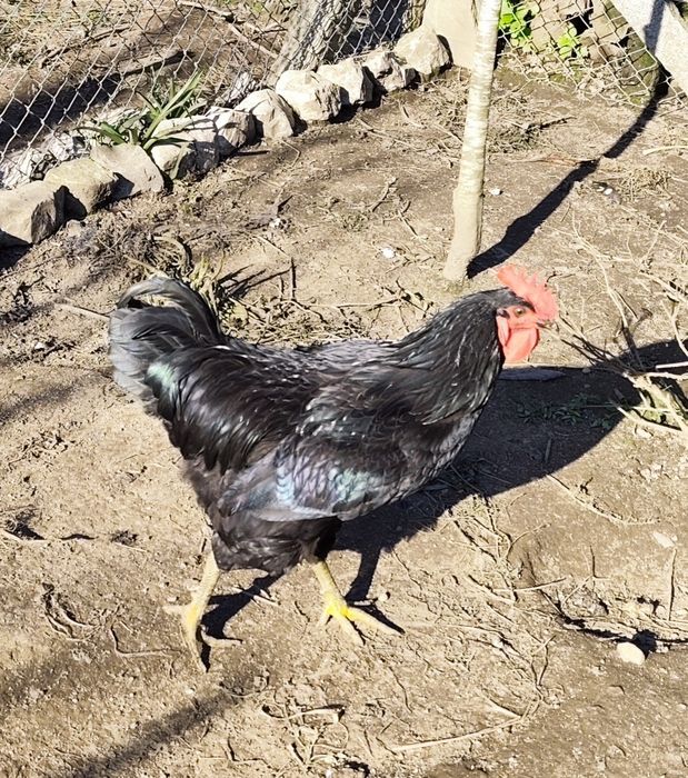 Vendo ovos galados de galinha Jersey Gigante Negro