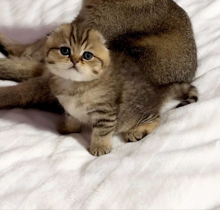 Шотландський Висловухий Скотіш Фолд хлопчик