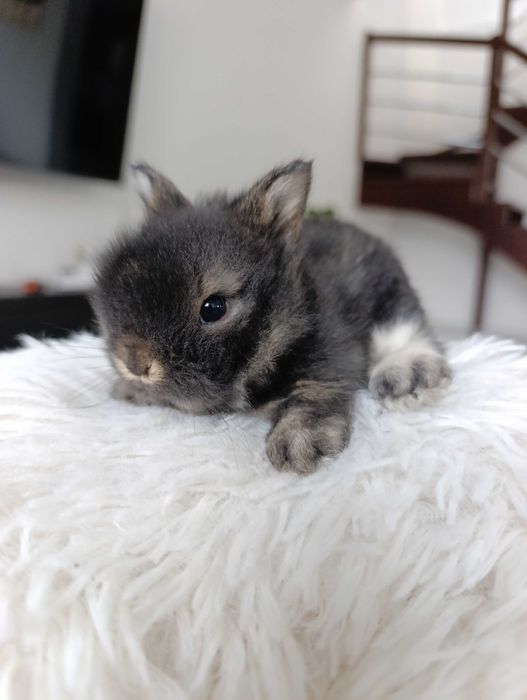 Mini lop karzełek Teddy hodowla zarejestrowana