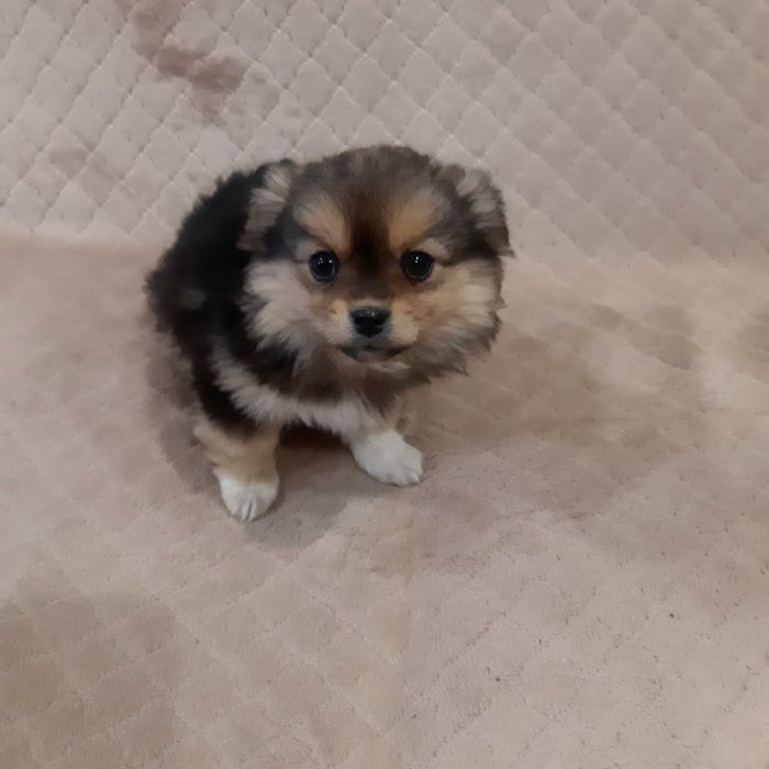 Цуценя безкоштовно