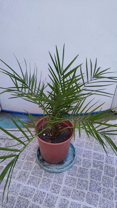 Vende-se Palmeiras em vaso