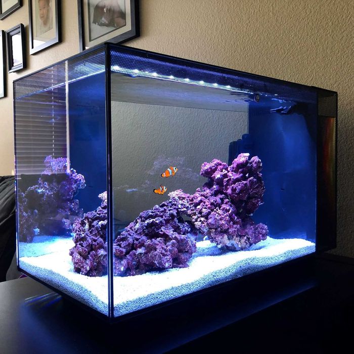 Fluval Sea Evo 52L Aquário Marinho NOVO