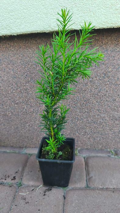 Laurowiśnia Cisy