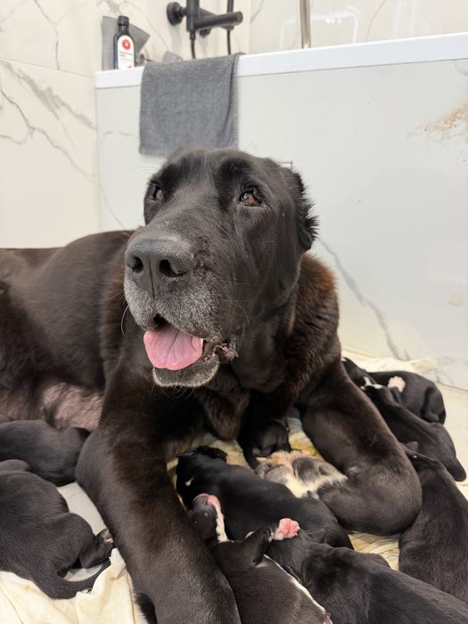 Алабай ксу, резерв