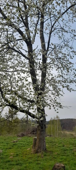 Czereśnia drzewo, drewno na pniu