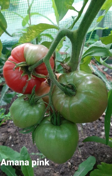 Nasiona pomidorów kolekcjonerskich