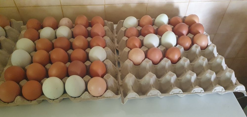 Vendo ovos caseiros