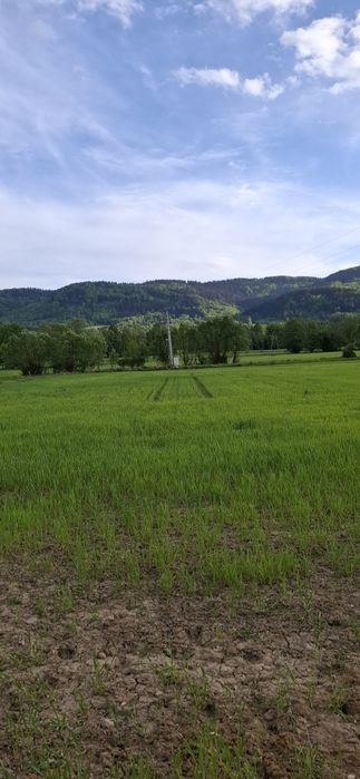 DZIAŁKA z wydanymi warunkami zabudowy