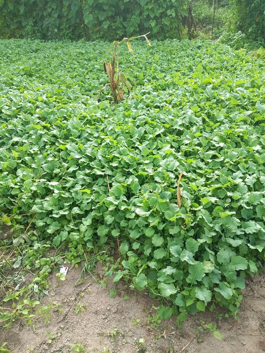 Couve galega biológica