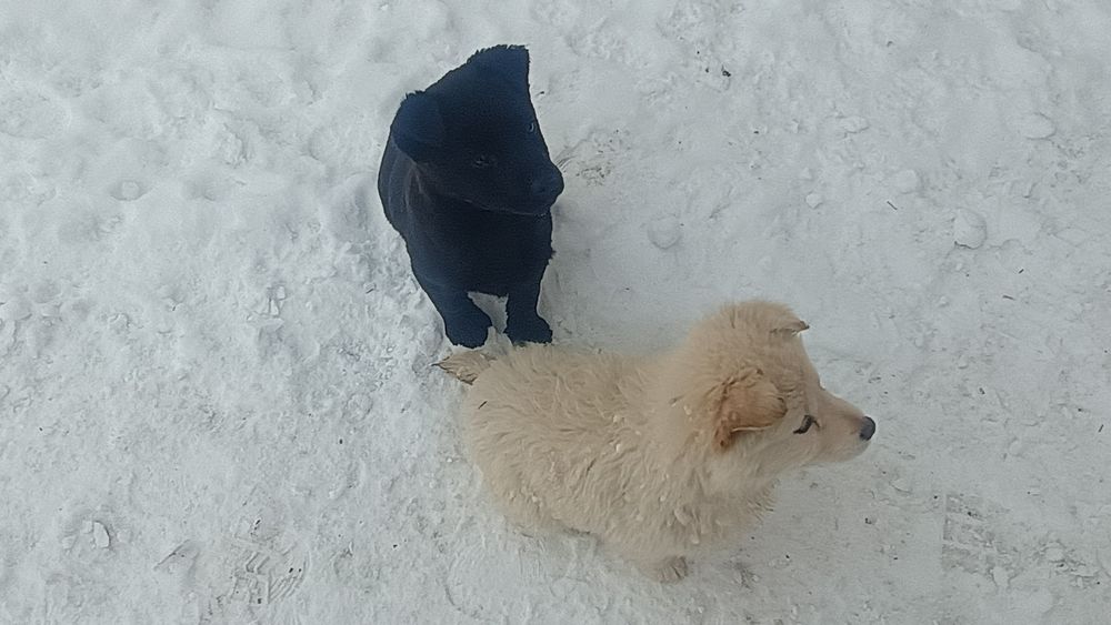 Szczeniaki,matka labrador z papierami.