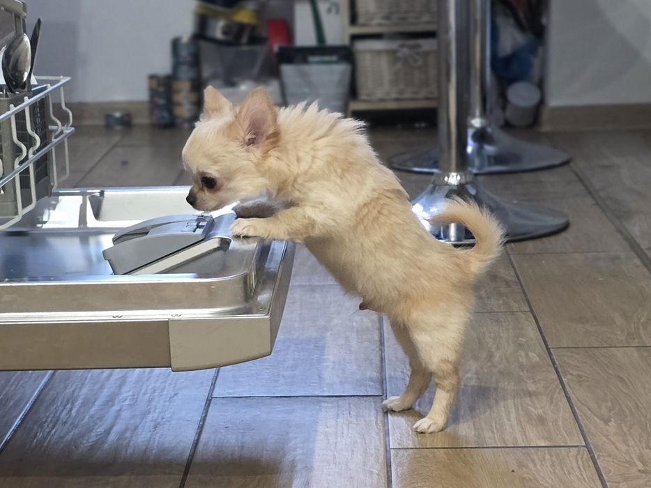 Dziss do odbioru Piesek chihuahua długowłosy