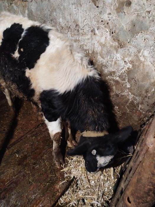 Бичок тварини хазяйство