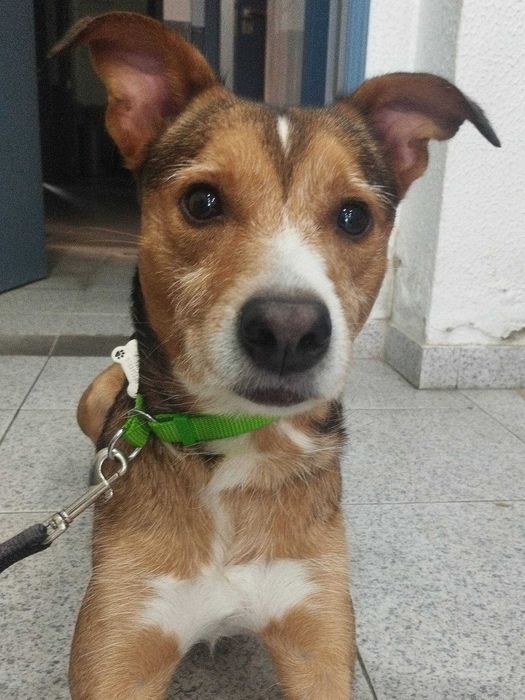 SPLIT (Macho, 15Kg) - Para adoção URGENTE
