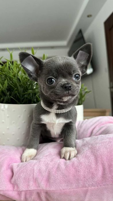 Śliczny Chłopczyk Chihuahua z Rodowodem Niebiesko-biały Mickey
