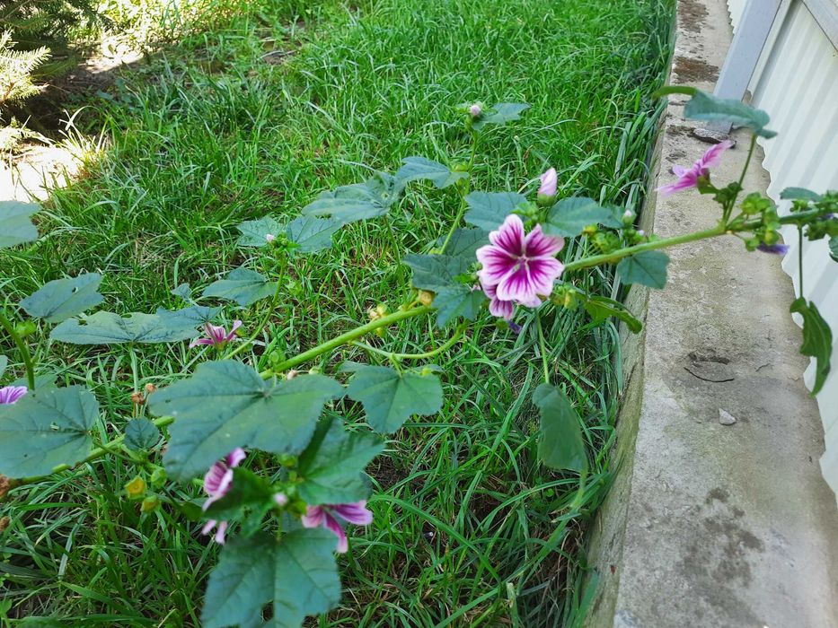 Насіння мальва лісова (мальва зебріна)