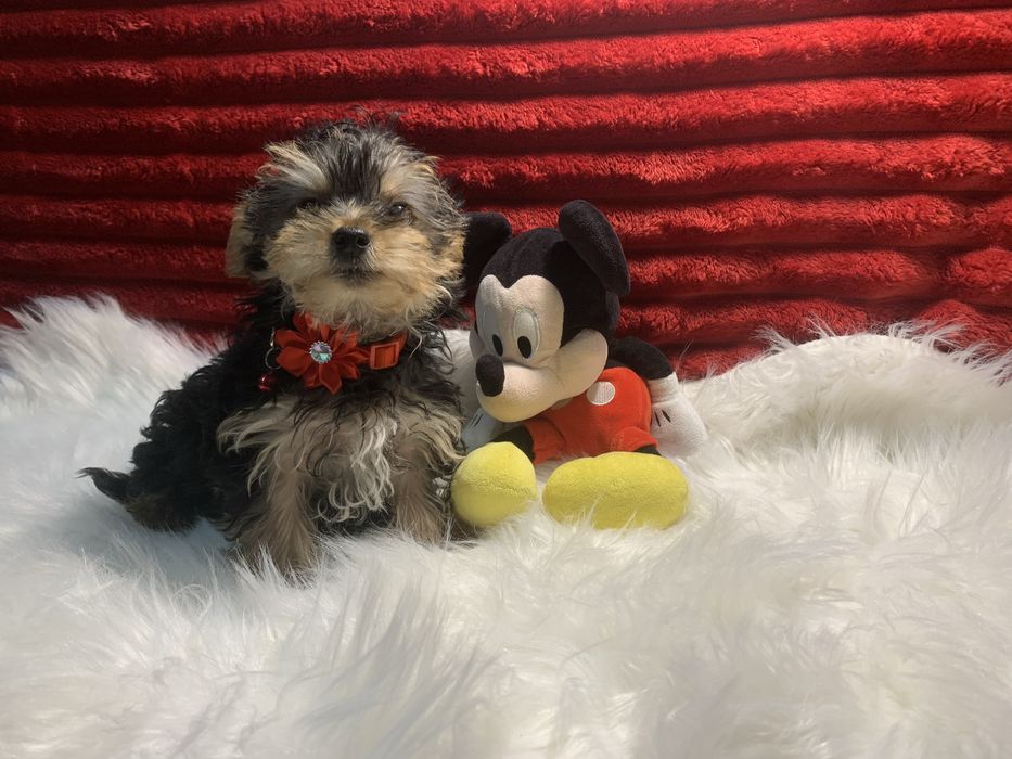 Yorkshire Terrier bebé