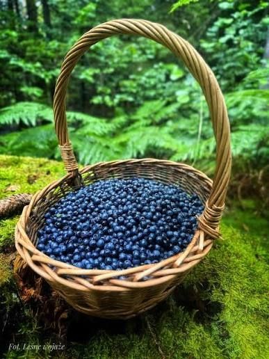 Jagody ręcznie zbierane codziennie świeża dostawa