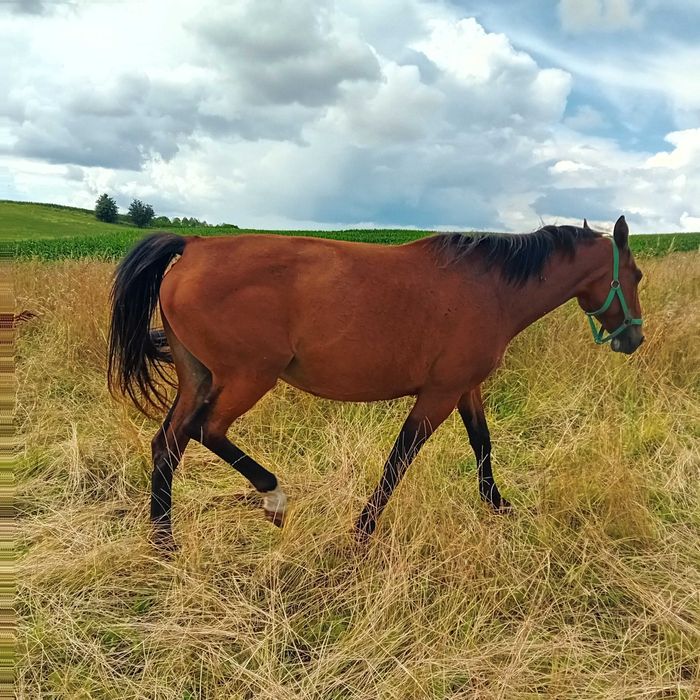 Klacz małopolska bezpieczna grzeczna