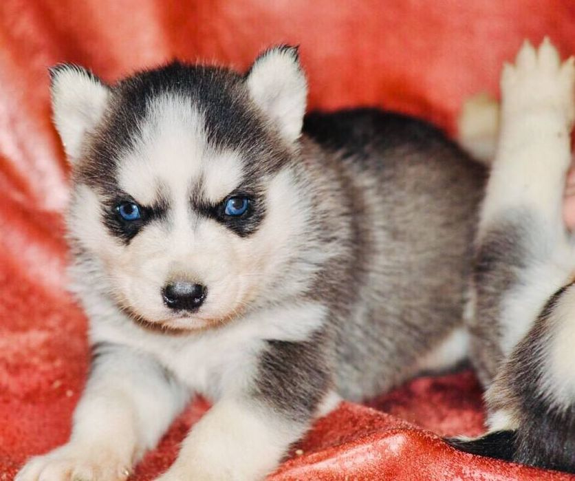 Сибірський хаскі -