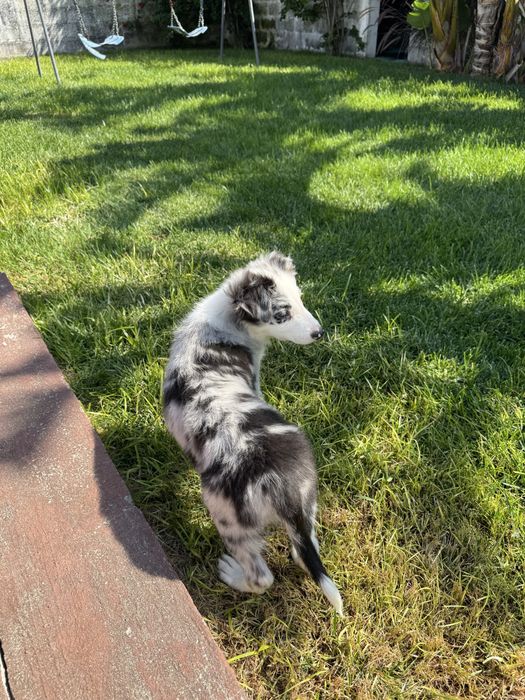 Border Collie Macho Merle
