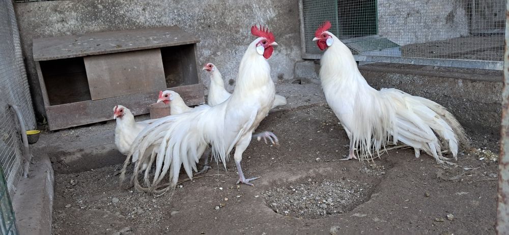 Ovos  de galinhas de raça