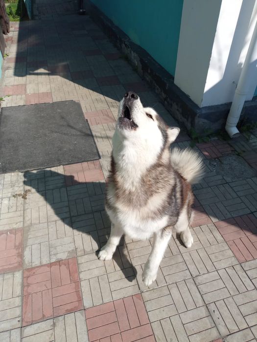 Маламут-красавчик