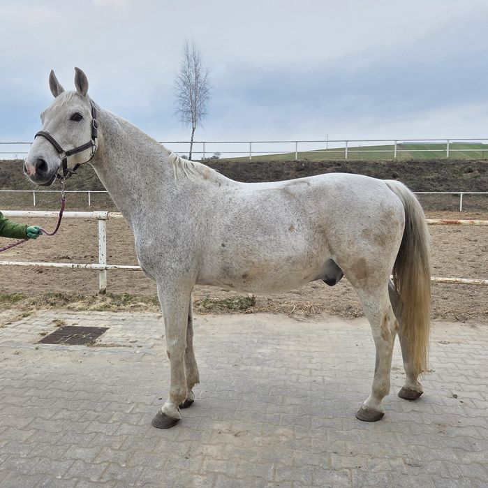 Spokojny wałach | 2008 | idealny do spacerów i towarzystwa