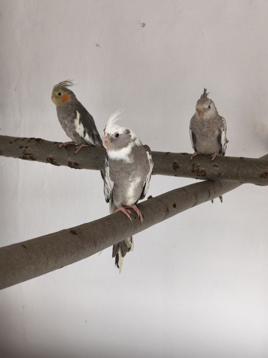 Sprzedam młode papugi