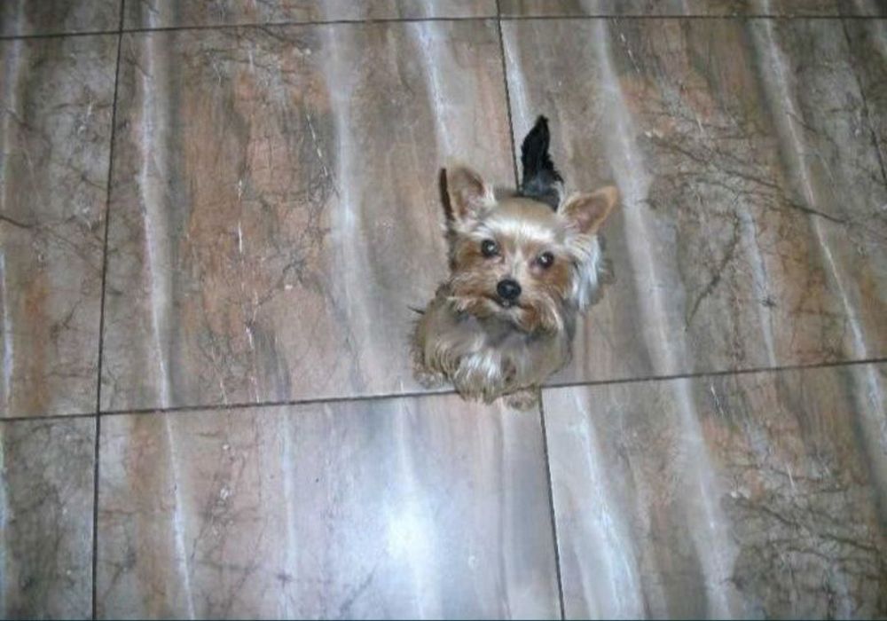 Miniaturowy chłopczyk Yorkshire Terrier