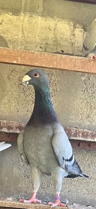 Pombos brancos beleza alemão