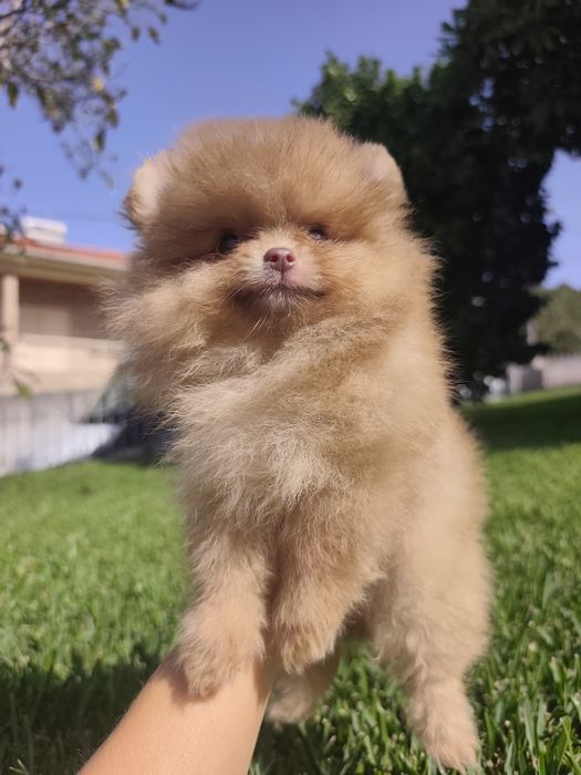 Spitz alemão anão