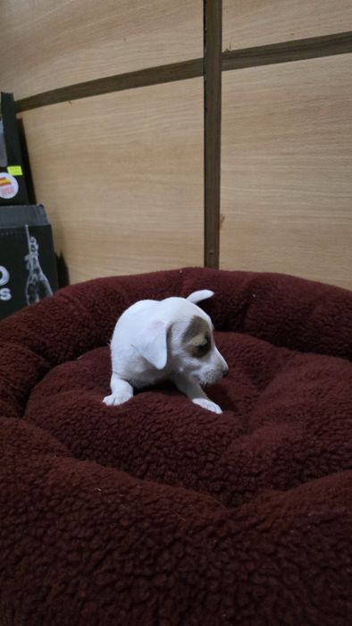 Jack russell fêmea