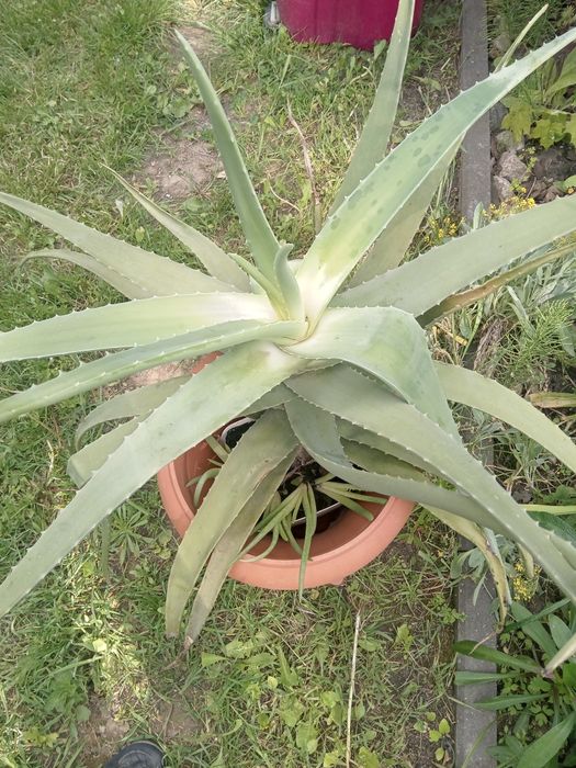 Kaktus aloes,kwiat