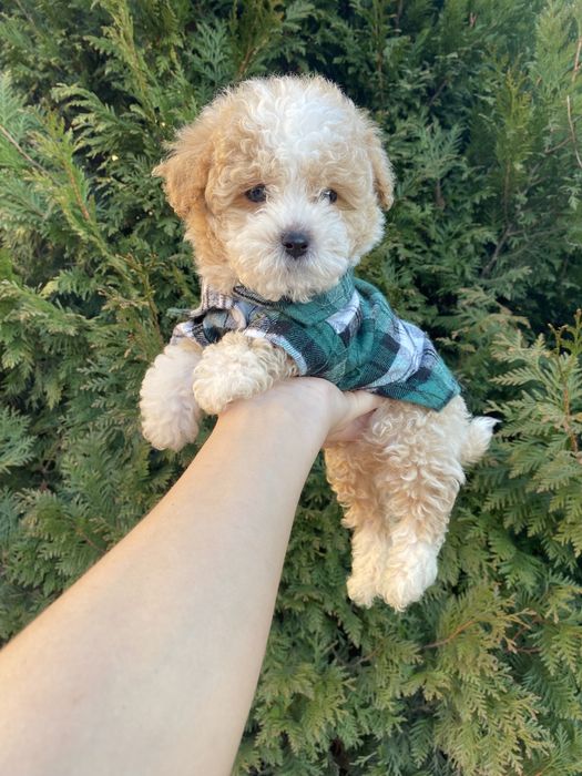 Цунятка міні мальтипу