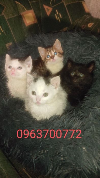 Котята за дякую !